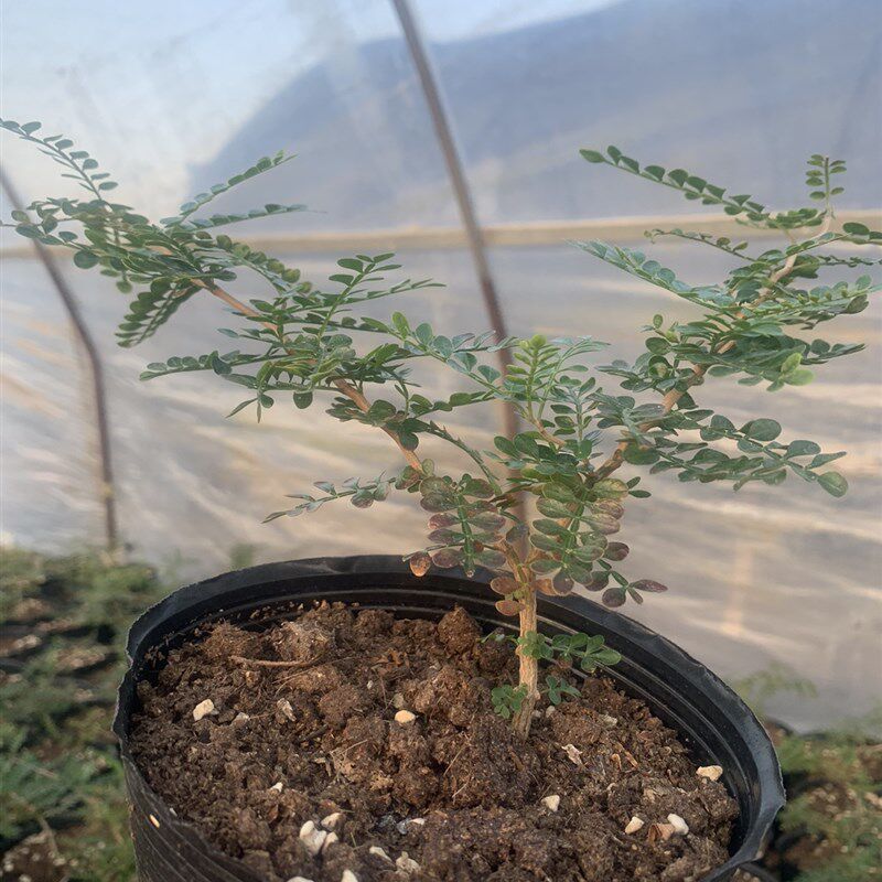 象足漆树 籽播实生园艺小苗 块根植物 多肉绿植 庭院盆景花卉包邮