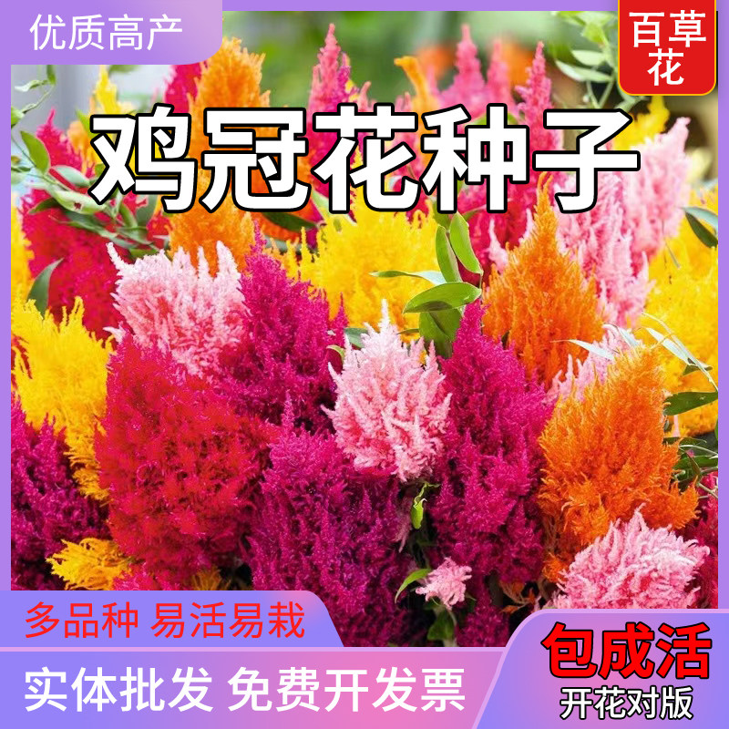 扇状鸡冠花种籽大花球鸡公花巨型霸头冠鸡髻花子花坛阳台盆栽庭院