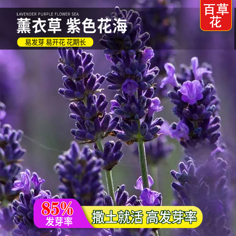 普罗旺斯薰衣草种子盆栽四季播种开花植物阳台庭院驱蚊薰衣草花籽