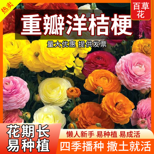 洋桔梗花种子四季易种花苗种室内室外开花种孑盆栽花卉花种籽花籽