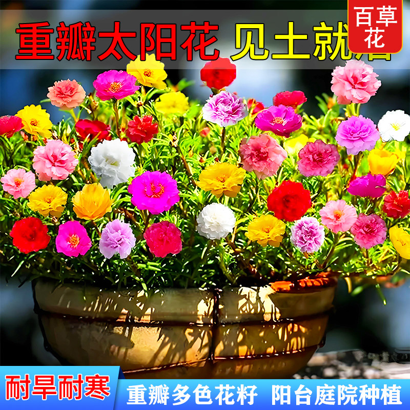 重瓣太阳花种子多色大花花种籽孑四季播种易活室内外观花卉植物苗