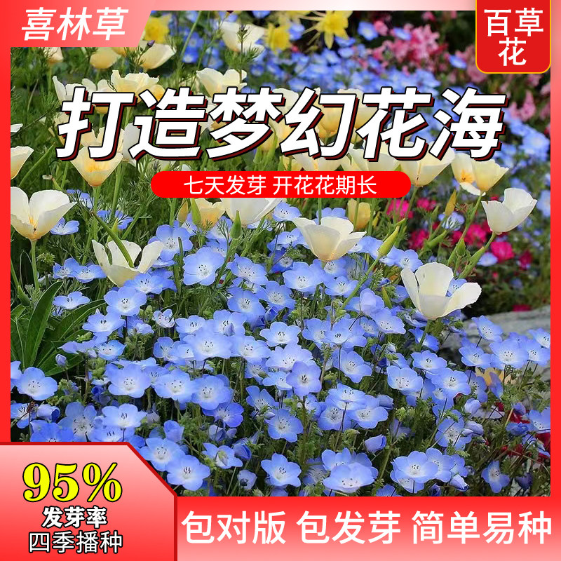 喜林草种子baby blue eyes婴儿蓝眼苍月草粉蝶花籽室内盆栽春秋播