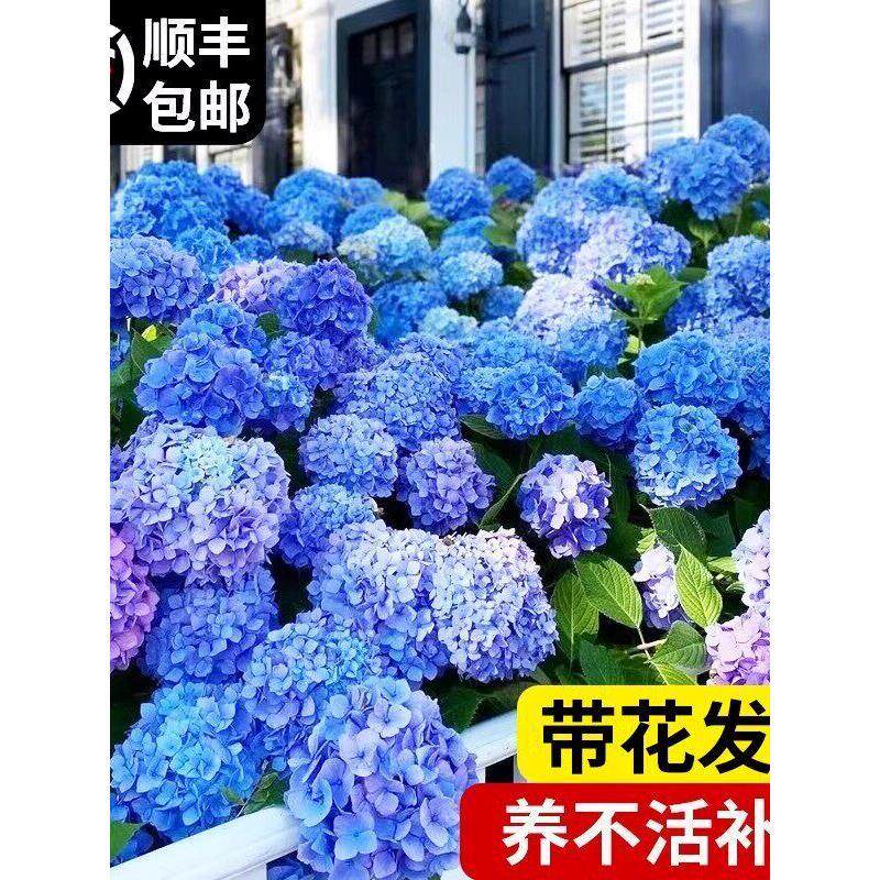 绣球花苗盆栽无尽夏带花鲜花卉庭院植物室内外耐寒耐冻耐晒开