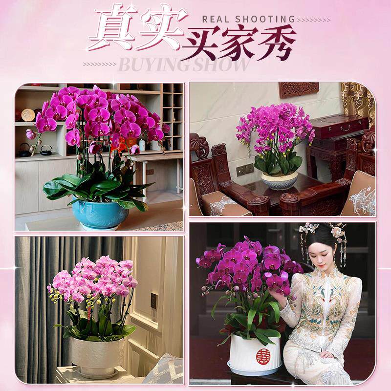 年宵花卉蝴蝶兰盆栽带真花鲜花速递同城配送礼物绿植开业乔迁北京