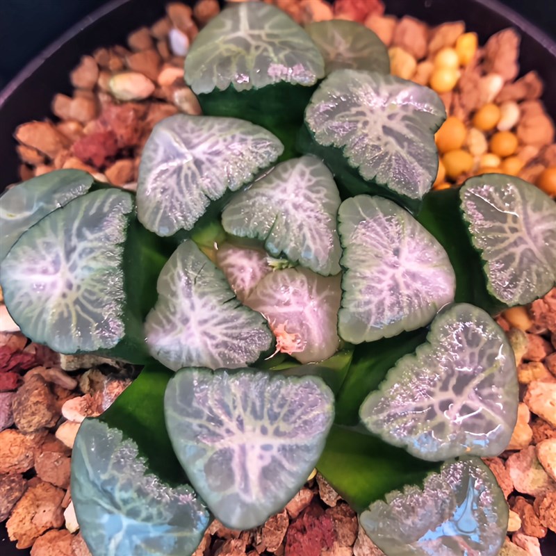 桃源乡万象 浓密白纹 玉露十二卷多肉植物绿植盆栽 一物一拍 包邮