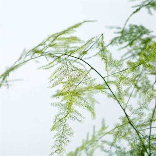 永生花文竹树枝空间设计插花diy材料花艺配草婚礼橱窗装饰布置