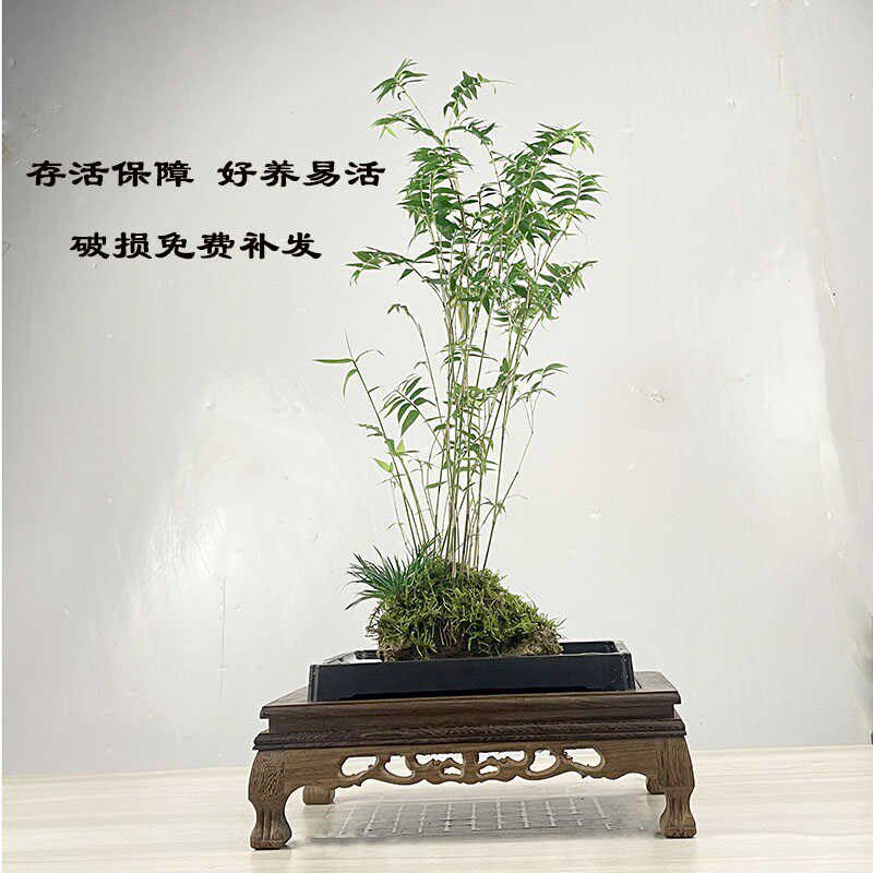 吸水石米竹盆栽盆景上水石附石菖蒲微景观办公室桌面绿植水培植物