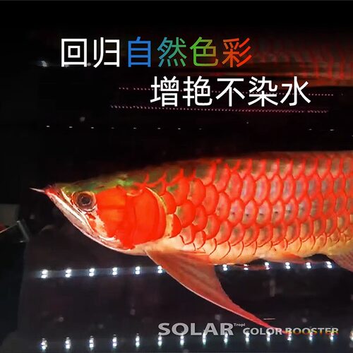 尼奥雷龙灯鱼缸灯led防水灯增艳灯solar龙鱼灯小鱼缸专用灯水族灯