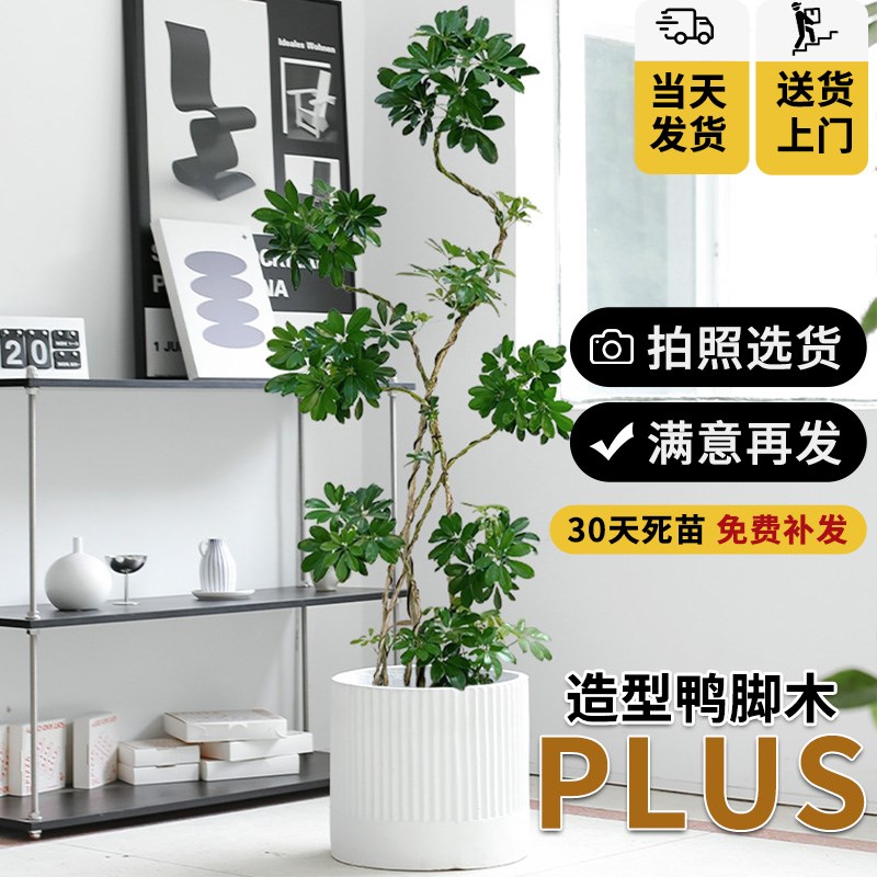 造型鸭脚木客厅大盆栽鸭掌木绿植高级感大型盆景盆栽吸甲醛可选货图片