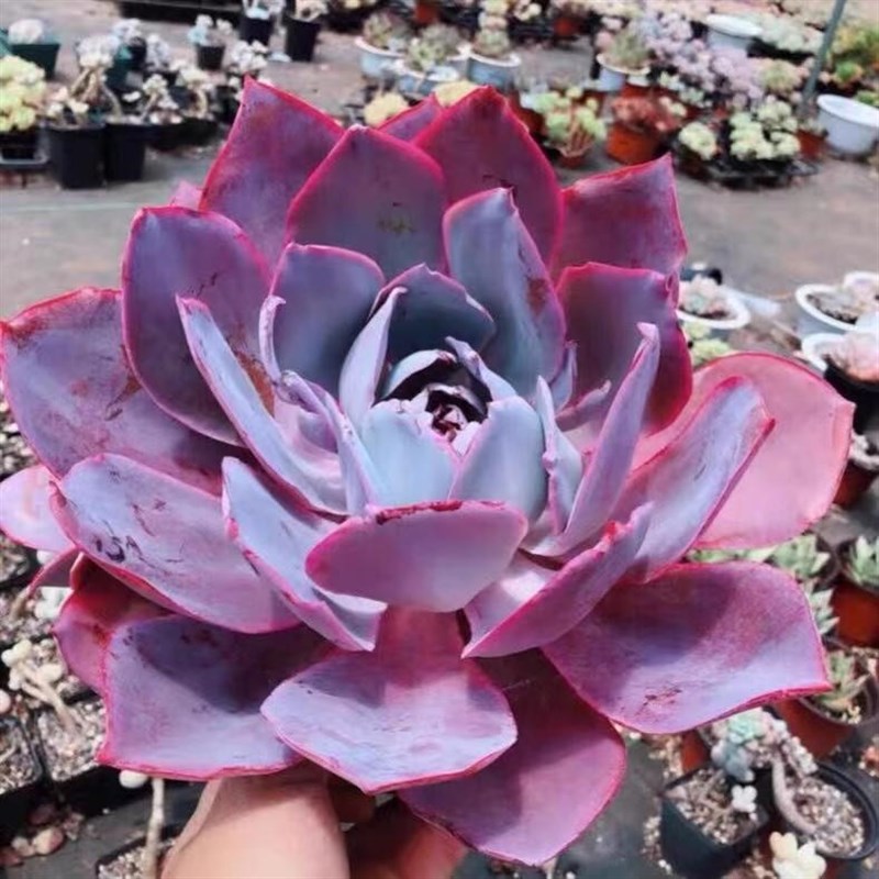 晚霞之舞广寒宫蓝光植物好养易爆盆群生多肉萌肉创意花卉绿植盆栽