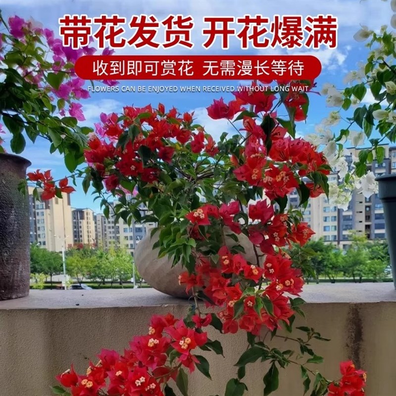 三角梅花苗带花四季开花爬藤植物盆栽重瓣老树桩庭院阳台易活花卉图片