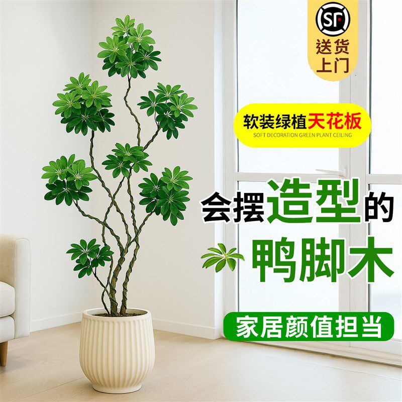 鸭脚木客厅大盆栽八方来财造型铝丝招财旺财大型绿植办公室内盆景