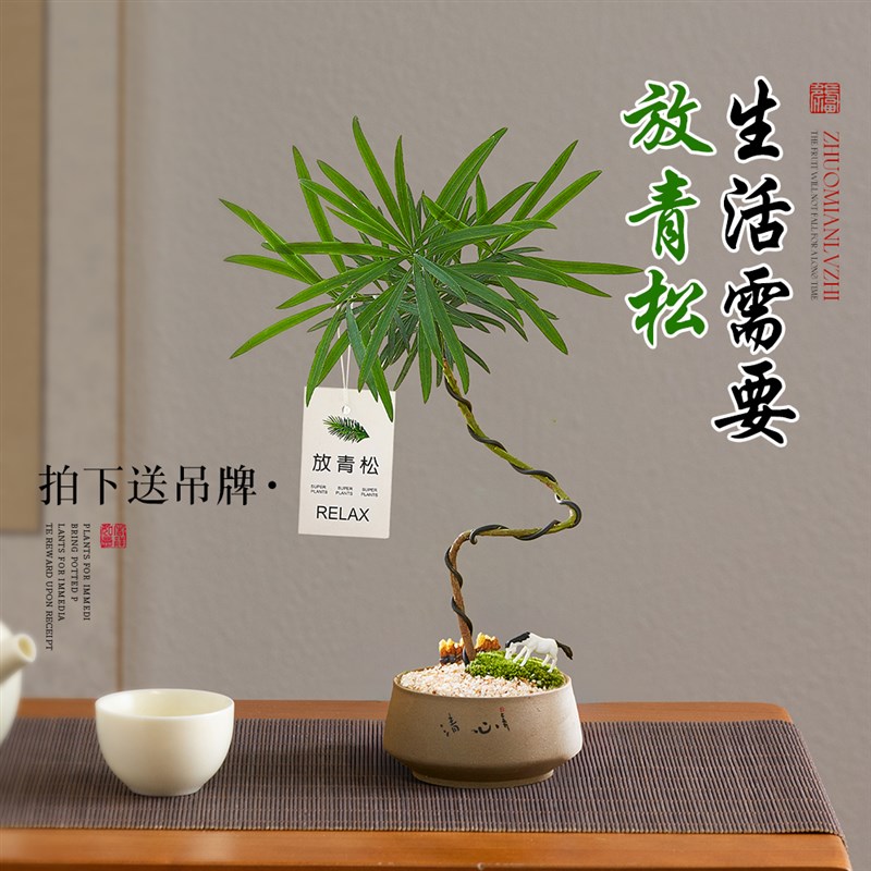 造型罗汉松盆景绿植室内盆栽植物客厅桌面摆件办公室好养易活四季