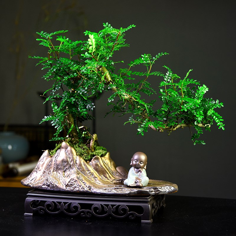 清香木盆栽室内好养绿植盆景办公室桌面植物装饰摆件四季常青送礼