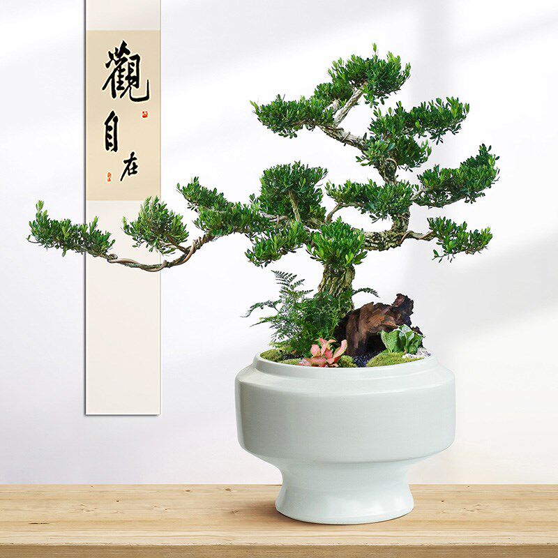 黄杨盆景老桩高端真盆栽造型树室内绿植桌面中式茶桌造景观赏植物