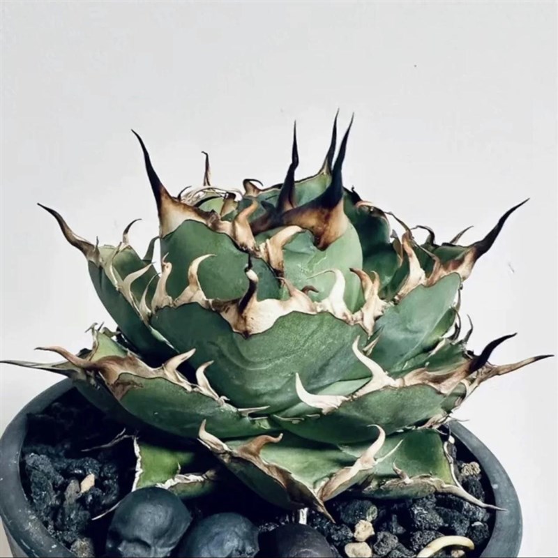 黑帝斯龙舌兰Agave Titanota Hades仁王冠沙生植物好养绿植盆栽