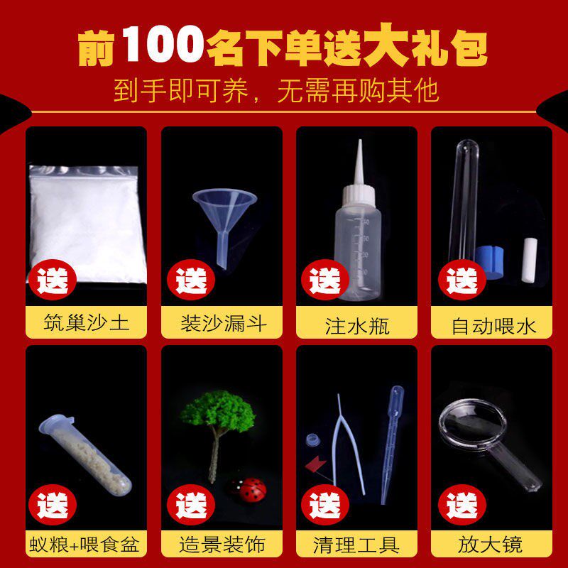 蚂蚁城堡对战版超大生态箱王国蚂蚁工坊巢穴观察器送蚁后蚁窝庄园