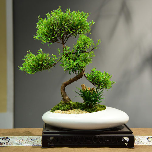 赤楠盆栽室内客厅桌面好养绿植盆景四季常青办公室装饰植物摆件