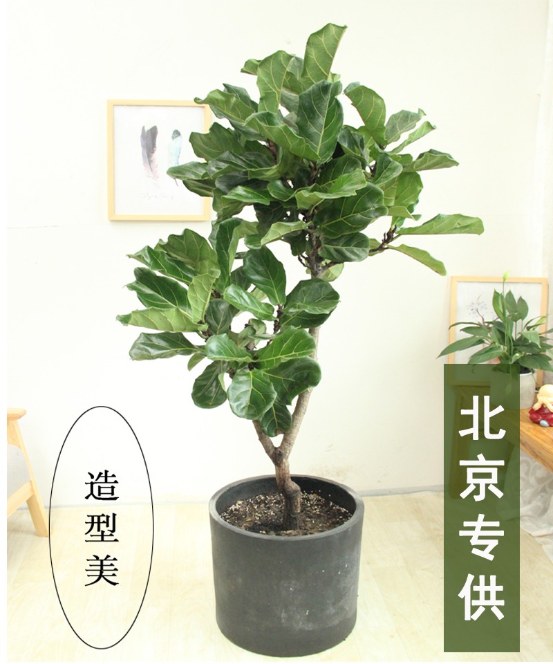 琴叶榕盆栽植物四季常绿北欧网红热卖办公室客厅卧室绿植花喜阳