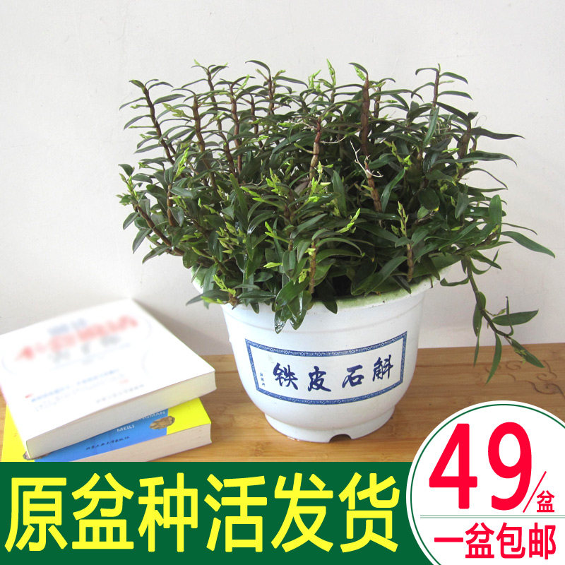 种好发货雁荡山铁皮石斛苗盆栽室内桌面绿植非霍山石斛花兰科植物