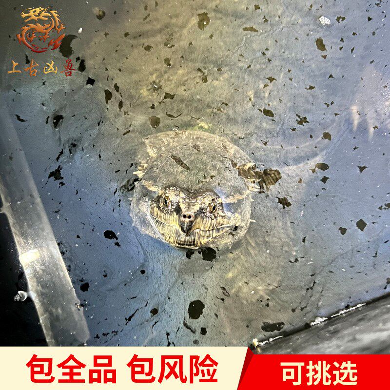 中美杂中美拟鳄龟纯佛鳄龟大头爆刺粗须凶猛活体观赏宠物拟鳄之王