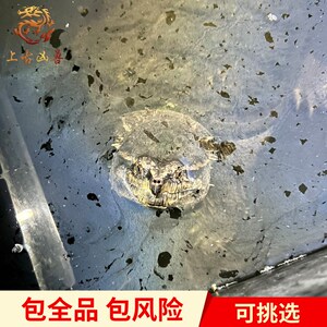 中美杂中美拟鳄龟纯佛鳄龟大头爆刺粗须凶猛活体观赏宠物拟鳄之王