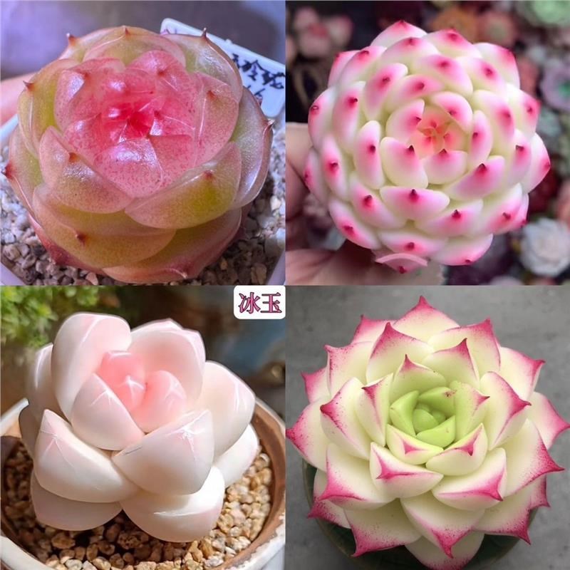 新款多肉组合植物桃熏女王冰魄侧影套餐好养耐寒办公室盆栽防辐射