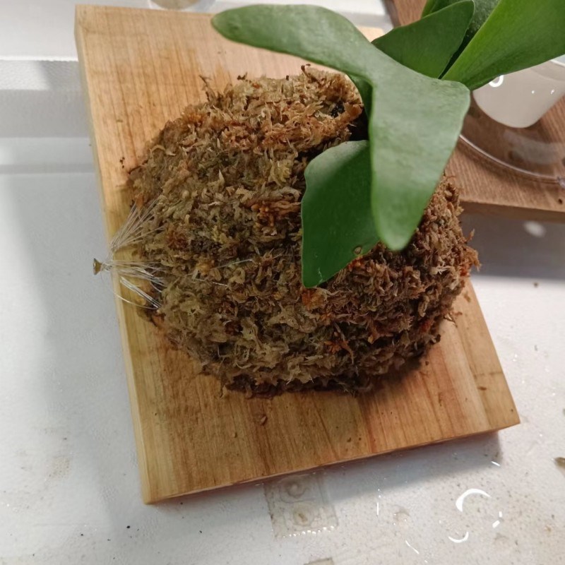 鹿角蕨板蕨类挂板定植板墙植板绿植壁挂实木板碳化天然原木图片