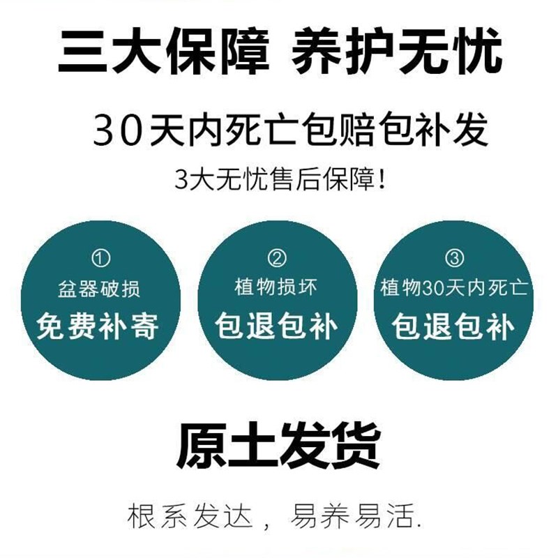 正宗雀舌罗汉松树苗盆景庭院种植盆栽迎客松别墅大型大树植物绿植