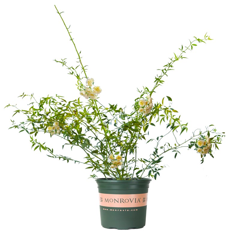 红木香花苗爬藤蔷薇植物甜蜜黄白木香花树苗庭院四季开花盆栽绿植