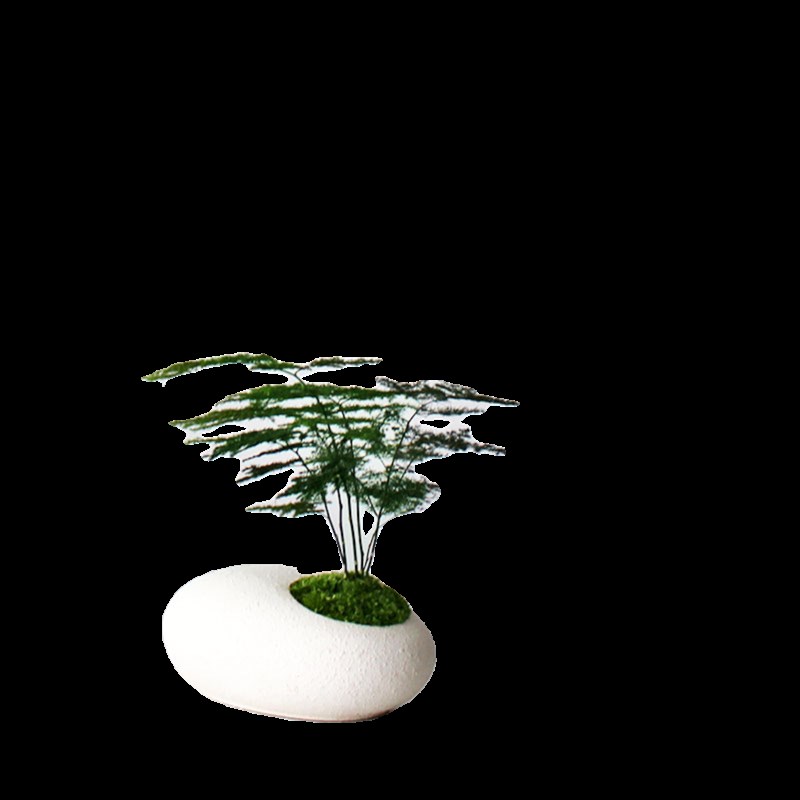 夏洛特花园 文竹 简约盆栽 餐厅卫生间植物 办公室绿植 创意礼物