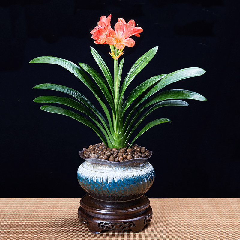 君子兰盆栽花卉观花植物室内花苗圆头和尚四季带花苞大苗老苗