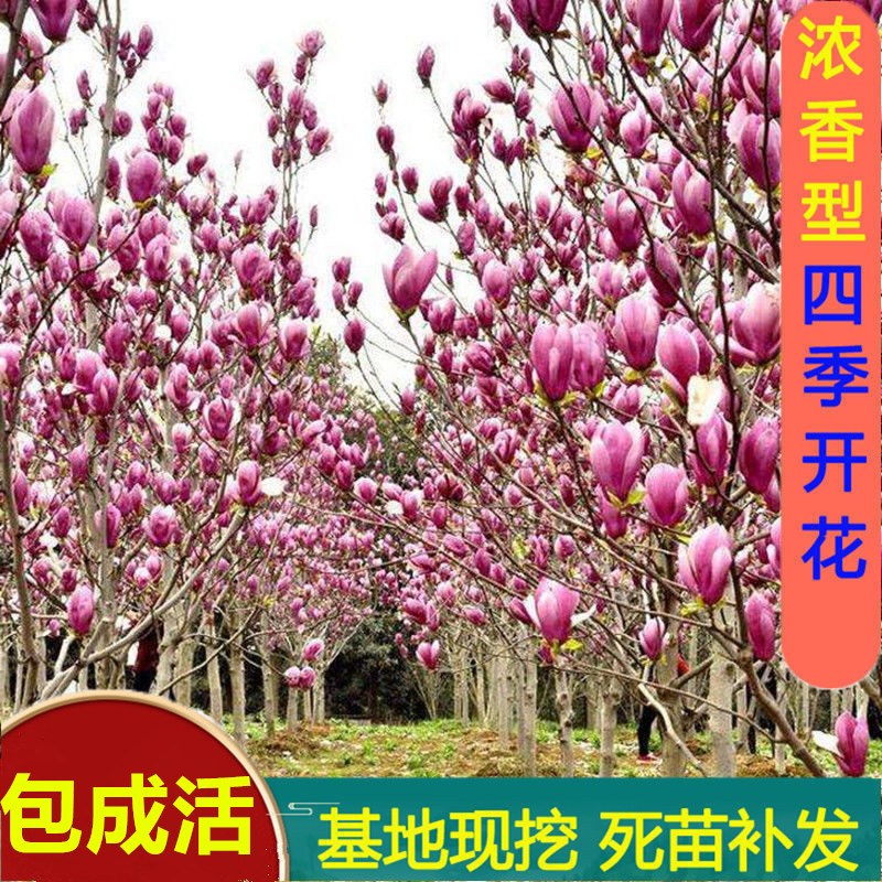 耐寒玉兰花树苗带花苞红白紫玉兰树室外庭院种植花卉盆栽绿化大树图片