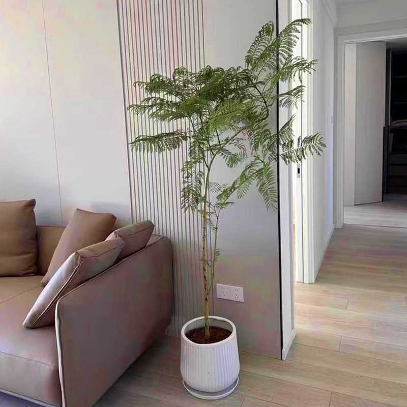 蓝花楹大盆栽客厅绿植高级感落地好养禄植绿色真花卉室内大型植物