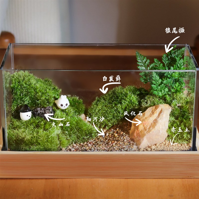 苔藓微景观生态雨林缸桌面宿舍摆件盆栽植物办公室diy生态瓶礼物