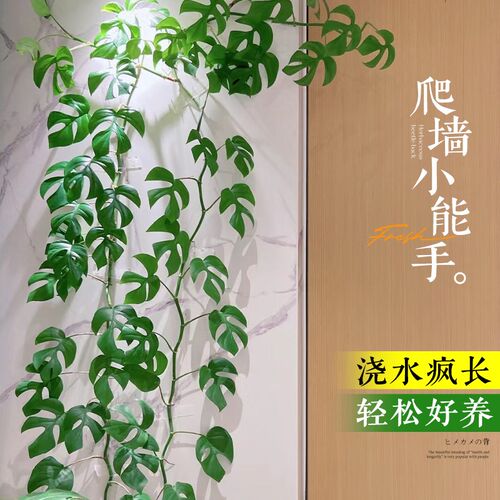 姬龟背爬藤盆栽龟背竹室内桌面绿植阳台老桩植物盆景四季好养活