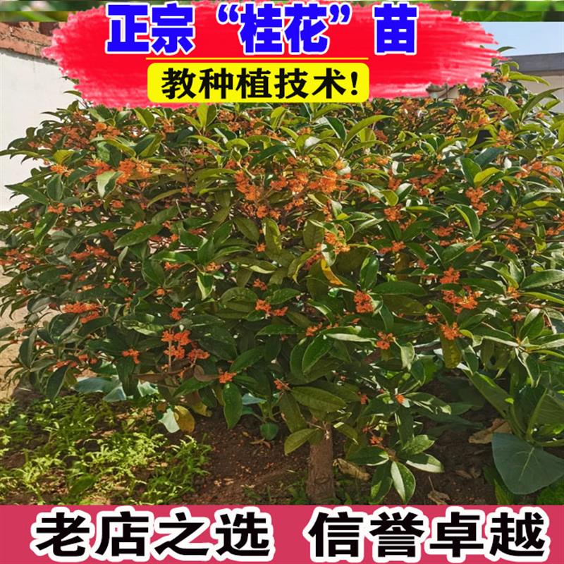 桂花树苗盆栽室内室外浓香阳台庭院植物嫁接金桂丹桂沉香桂八月桂