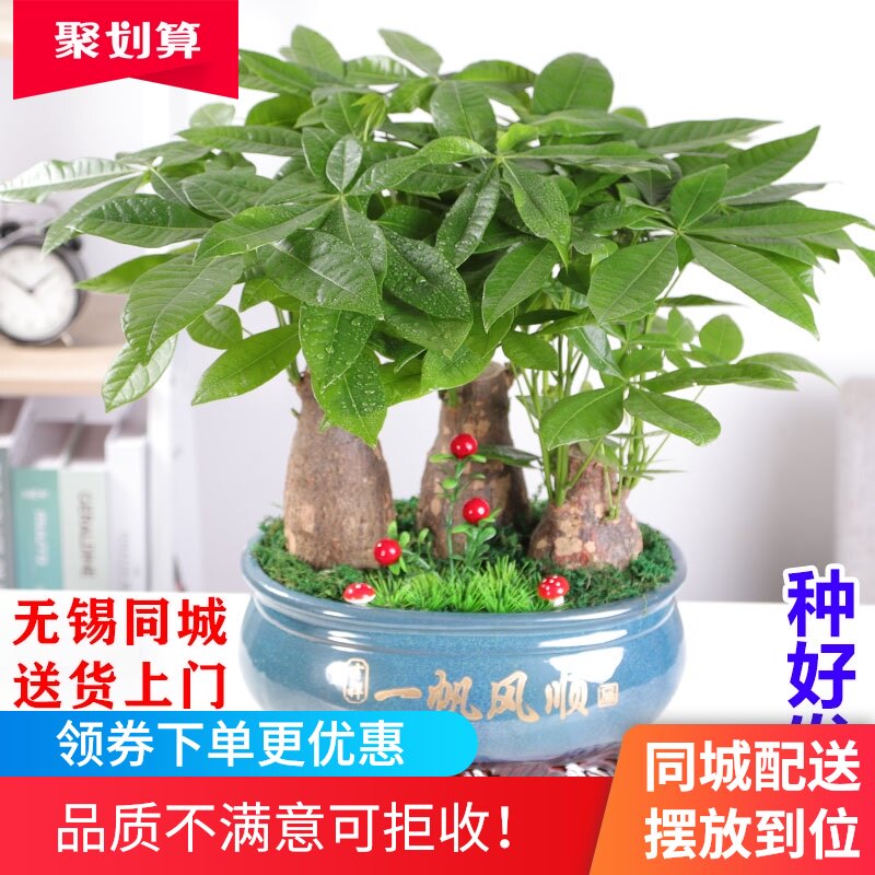 无锡发财树盆栽室内净化空气植物开业送礼前台办公桌面招财树盆景