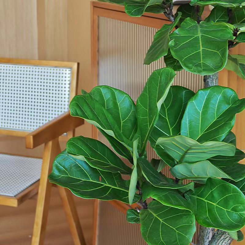 老桩琴叶榕盆栽室内大型鲜活绿植北欧风四季常青吸甲醛好养植物