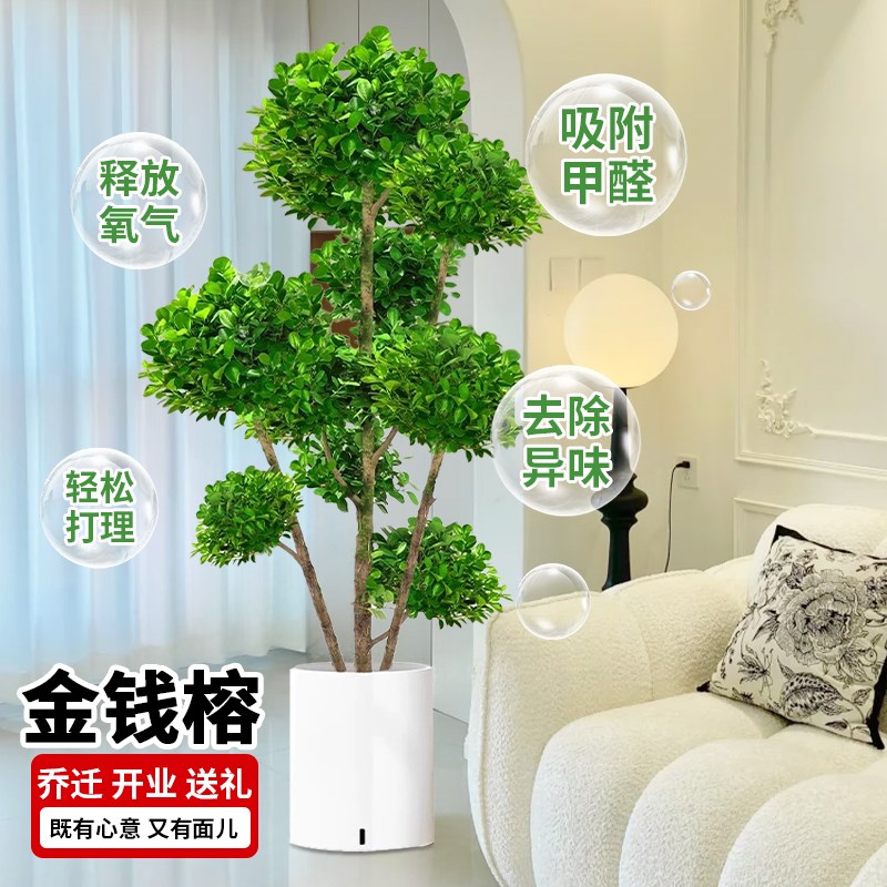 金钱榕客厅大花盆栽室内大型绿植金钱树摇钱树发财树四季榕树植物