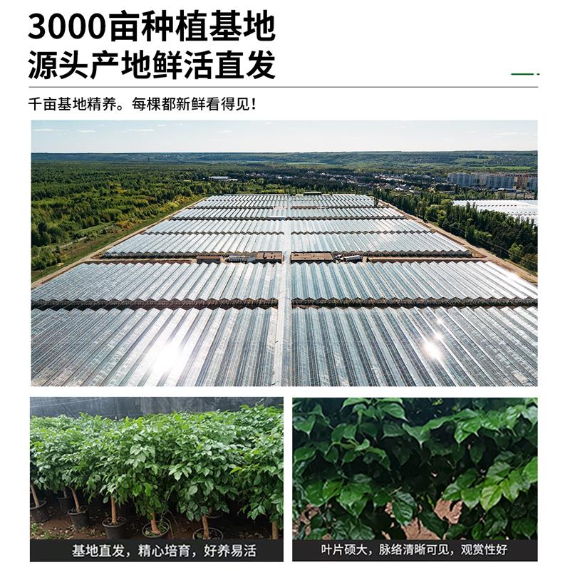 大型幸福树盆栽老桩客厅办公室落地绿植四季常青净化空气盆景植物