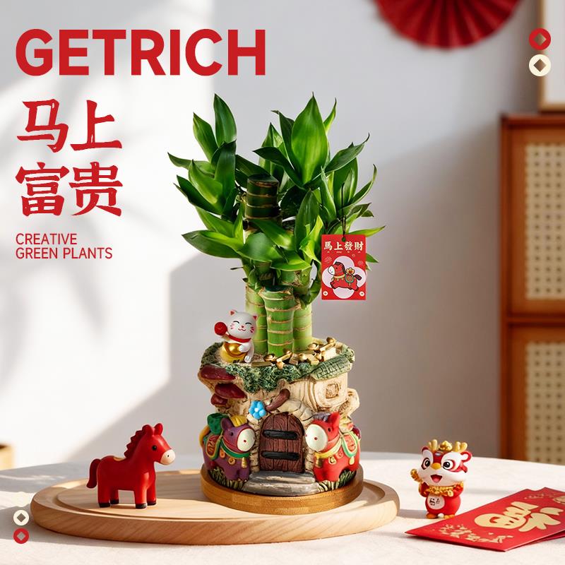 富贵竹植物盆栽客厅节节高绿植办公室内桌面摆件创意马年新年礼物