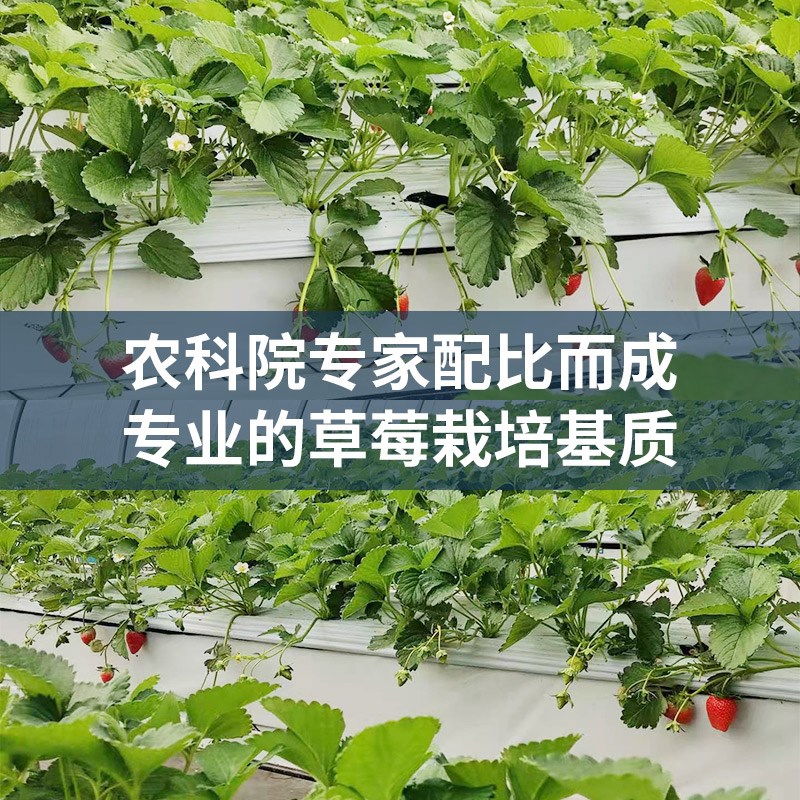 兴农草莓栽培基质专用型营养土肥料草莓的土专用种植盆栽土壤泥土