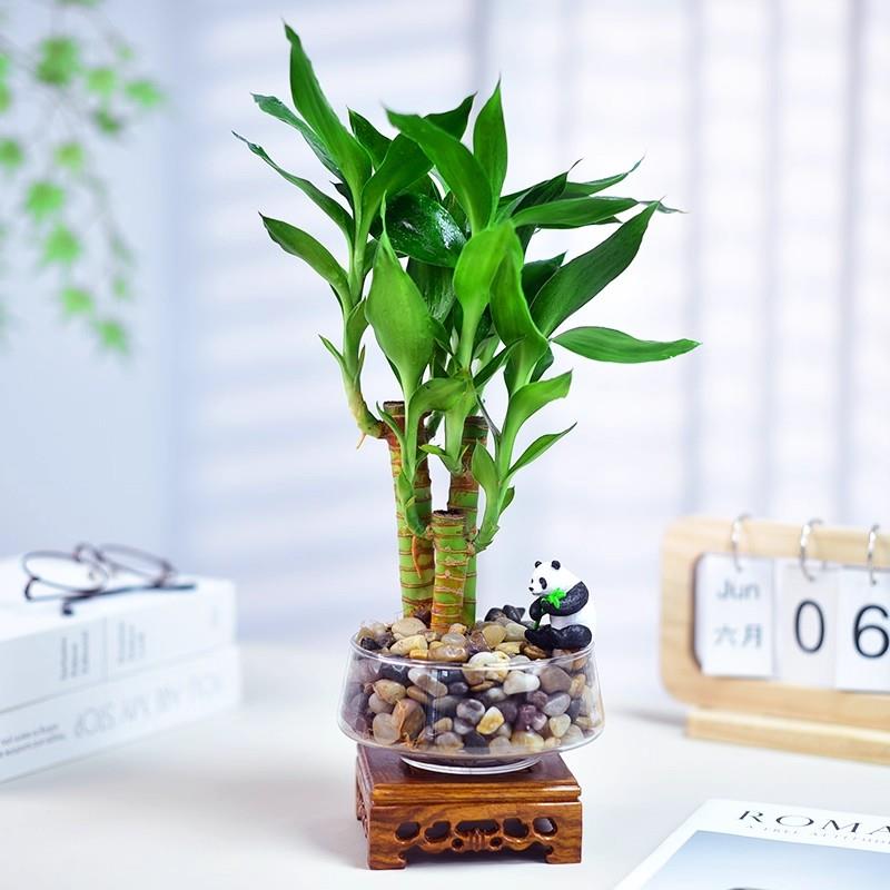 富贵竹盆栽寓意室内绿植盆景好养节节高升观音竹办公客厅桌面摆件