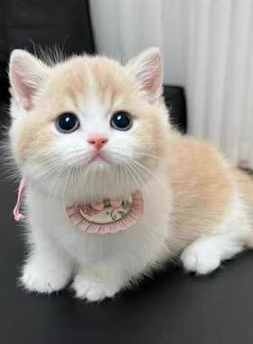 中华田园猫橘猫狮子猫狸花猫幼崽三花猫奶牛猫黑猫白猫蓝猫幼崽