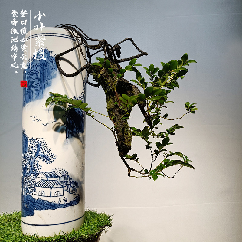 小叶紫檀盆景树苗花卉盆栽办公室植物悬崖临水造型精品桌面绿植