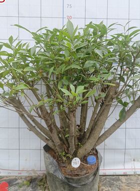 栀子花树苗老桩古桩熟桩庭院阳台室内花卉绿植盆栽四季常青浓香型