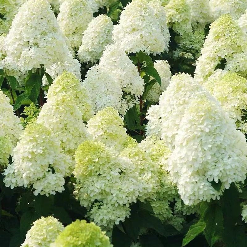 圆锥绣球棒棒糖香草草莓石灰灯木绣球盆栽地栽耐寒耐热庭院植物
