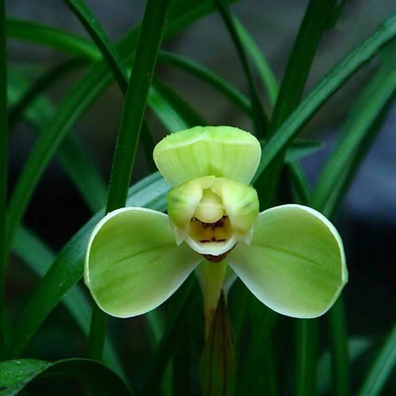 【桌面兰花盆栽】老种春兰名贵(宋梅)浓香室内绿植花卉好养带盆