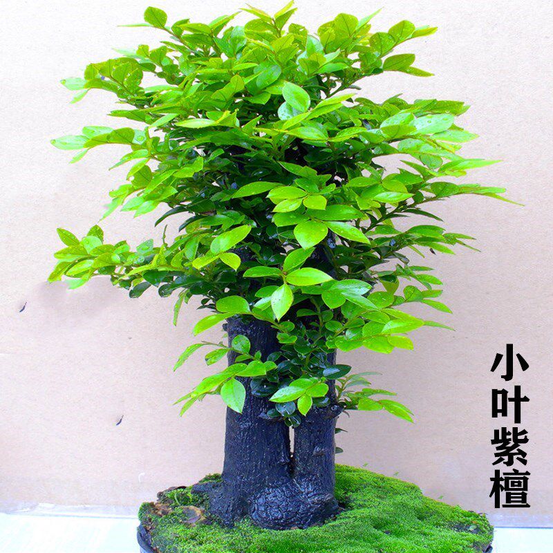 老桩小叶紫檀盆景树桩室内桌面客厅植物盆栽吸甲醛防辐射好养绿植